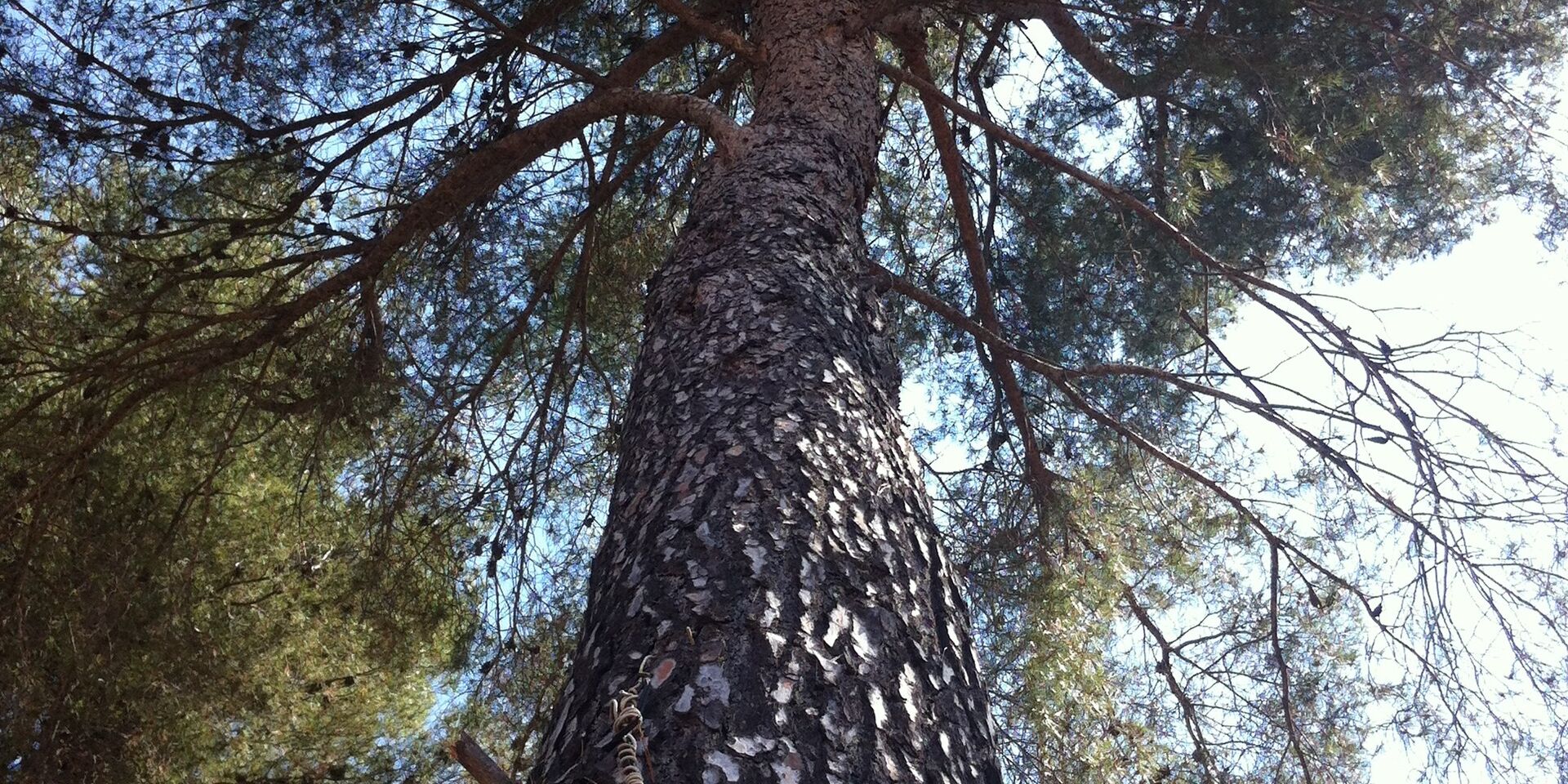 Lavandou Nature - camping arboré