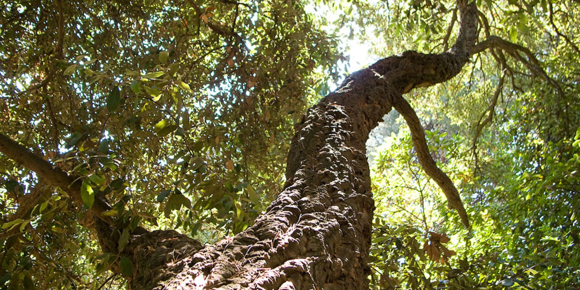 Camping Massif des Maures Nature Arbre Vacances Tranquilité Vert