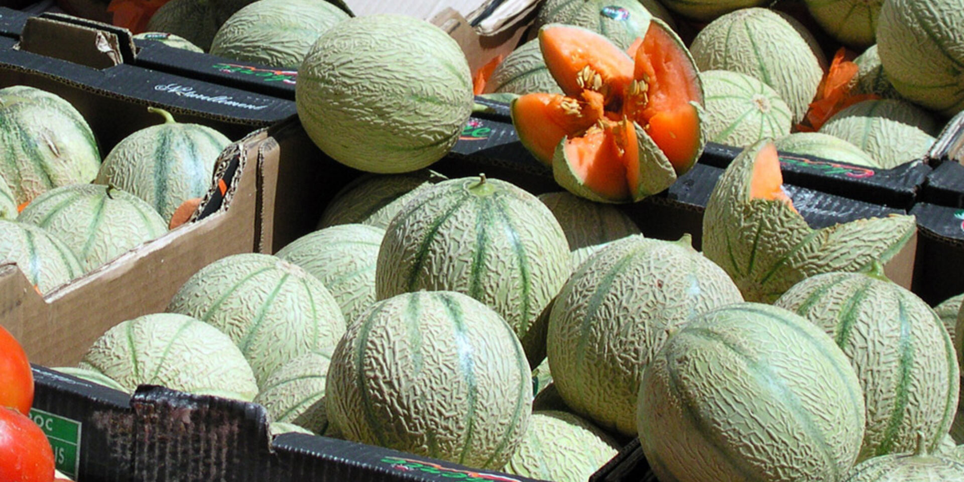 Melon pour le camping, les Jardins de La Pascalinette®