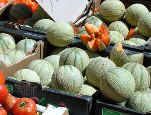 Melon pour le camping, les Jardins de La Pascalinette®