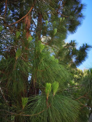 Un camping éco-responsable : le pin des Canaries