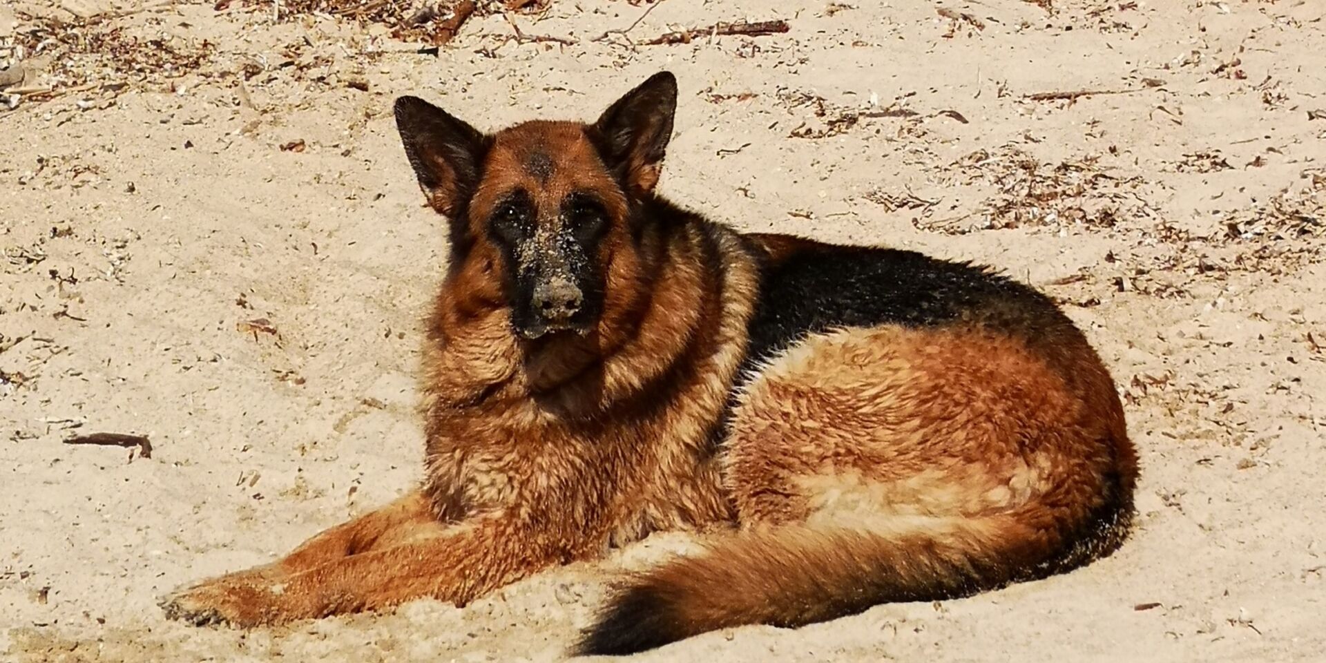 Chiens autorisés plages Var