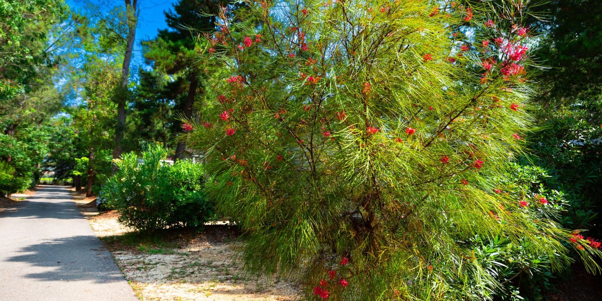 vacances en camping nature Hyères