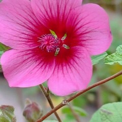 Anisodontea capensis