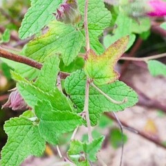 Anisodontea capensis