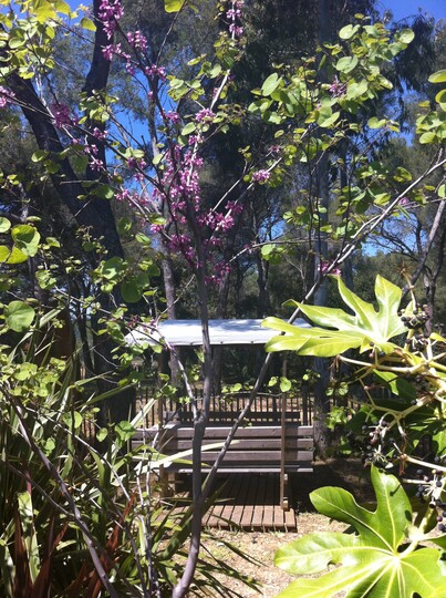 Arbre de Judée rose