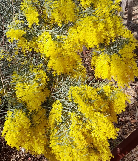 Acacia Boormanii