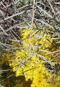 Acacia Boormanii